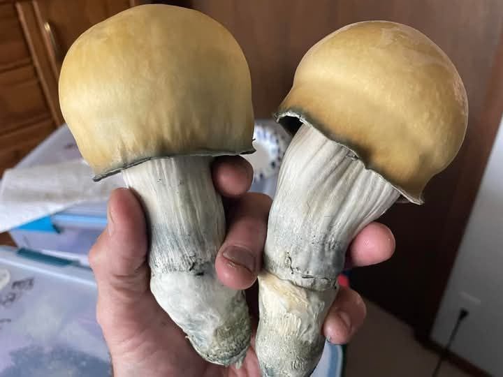 Mycoglen Hero